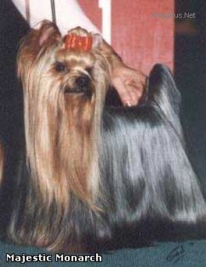 MAJESTIC'S MAJESTIC'S MONARCH &mdash; Labaza DogPedigree YorkshireTerrier
