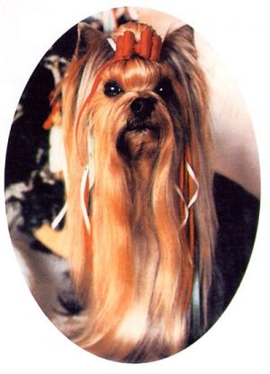 Rothby ROTHBY'S RENEEGADE &mdash; Labaza DogPedigree YorkshireTerrier