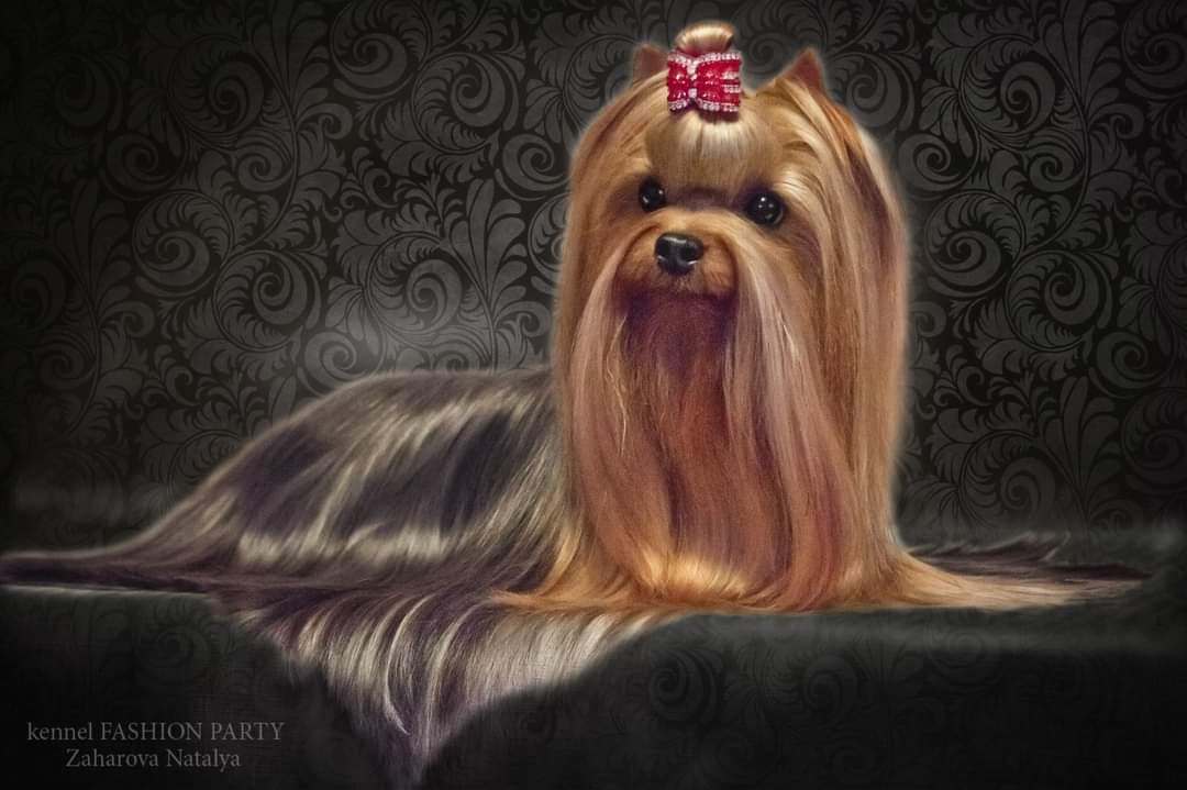 FASHION PARTY FASHION PARTY TIM TIM &mdash; Labaza DogPedigree YorkshireTerrier