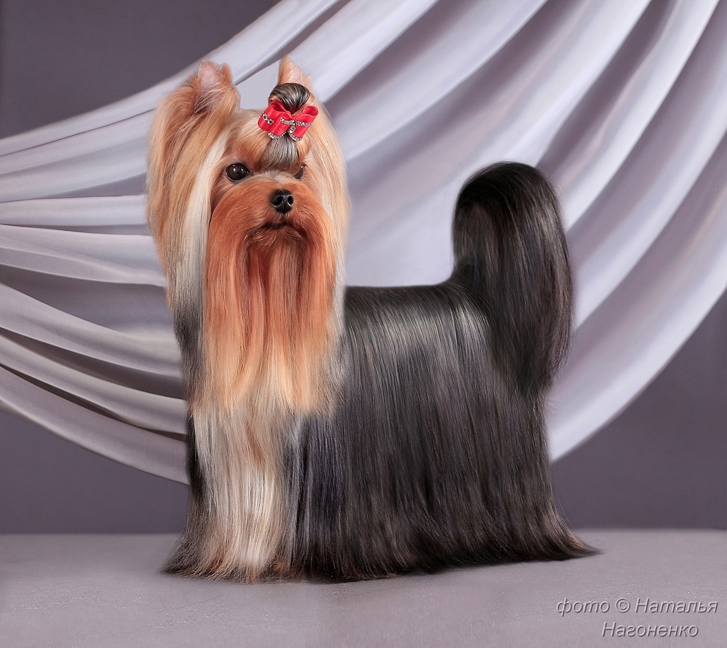Laranta Laranta Channel I &mdash; Labaza DogPedigree YorkshireTerrier