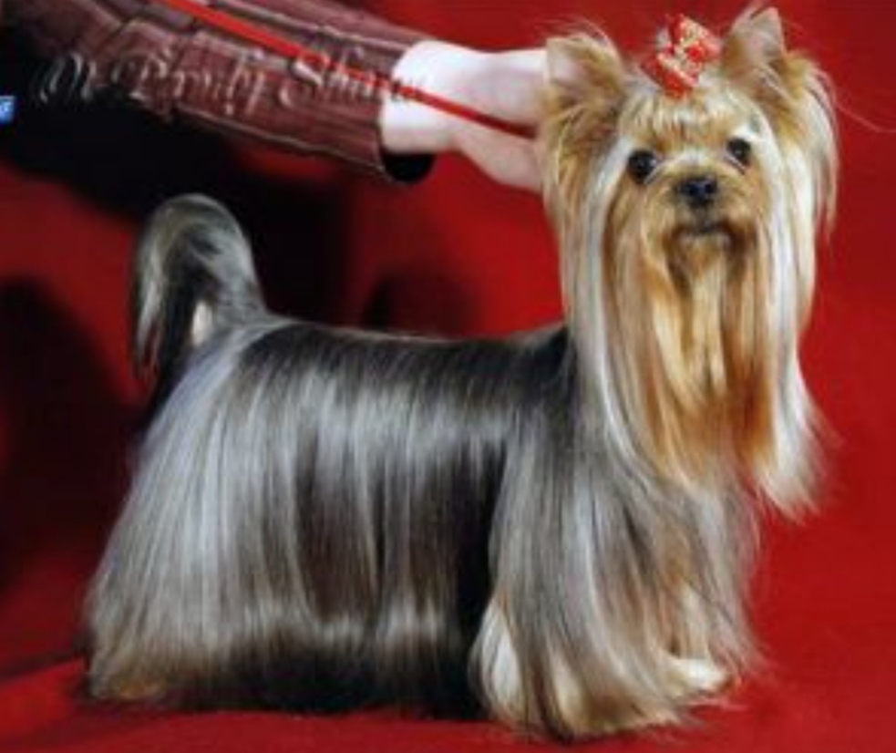 VERDI DE POMPADOUR OT PANDY SHARM &mdash; Labaza DogPedigree YorkshireTerrier