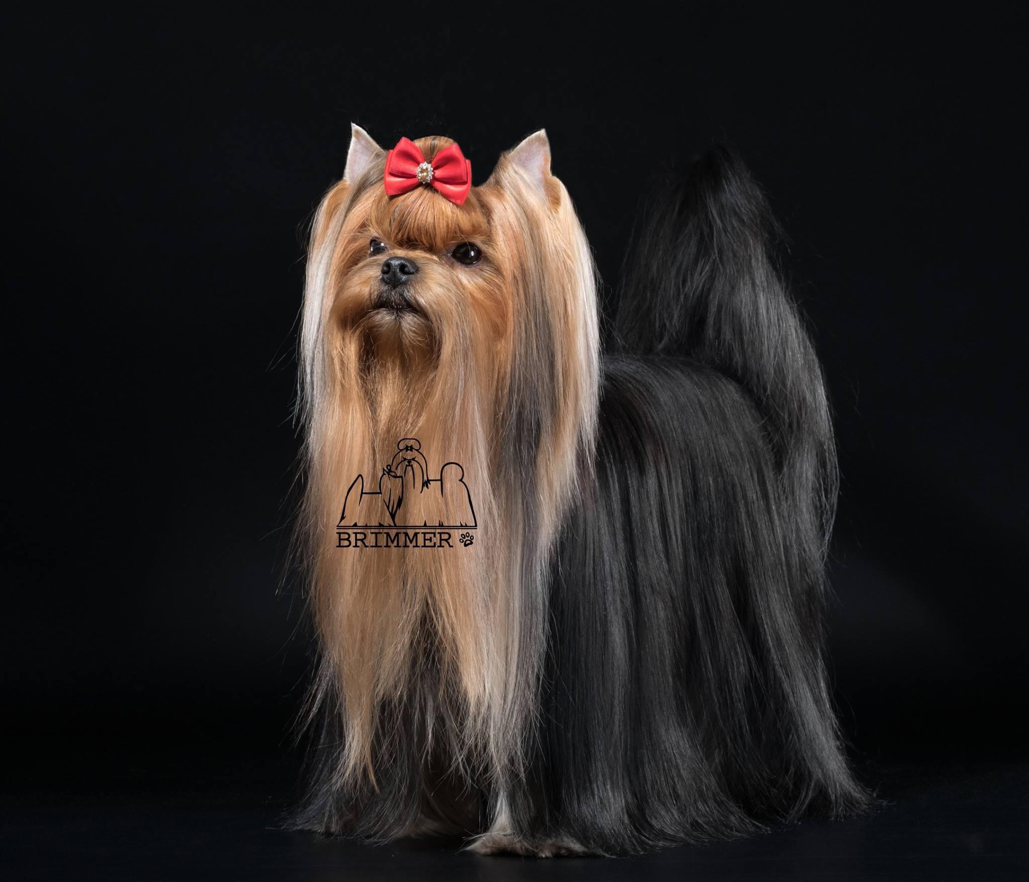 Primavera Incanta Primavera Incanta Brimmer &mdash; Labaza DogPedigree YorkshireTerrier