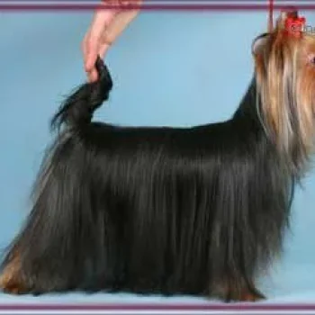 ALPISKIY TSVETOK GREMI &mdash; Labaza DogPedigree YorkshireTerrier