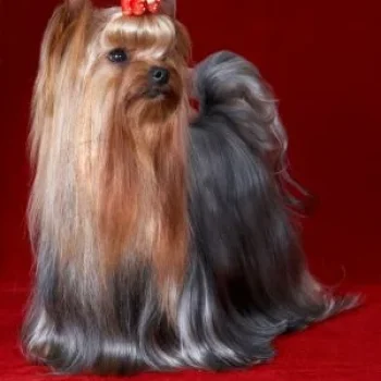 ALPISKIY TSVETOK GENRI FORD &mdash; Labaza DogPedigree YorkshireTerrier