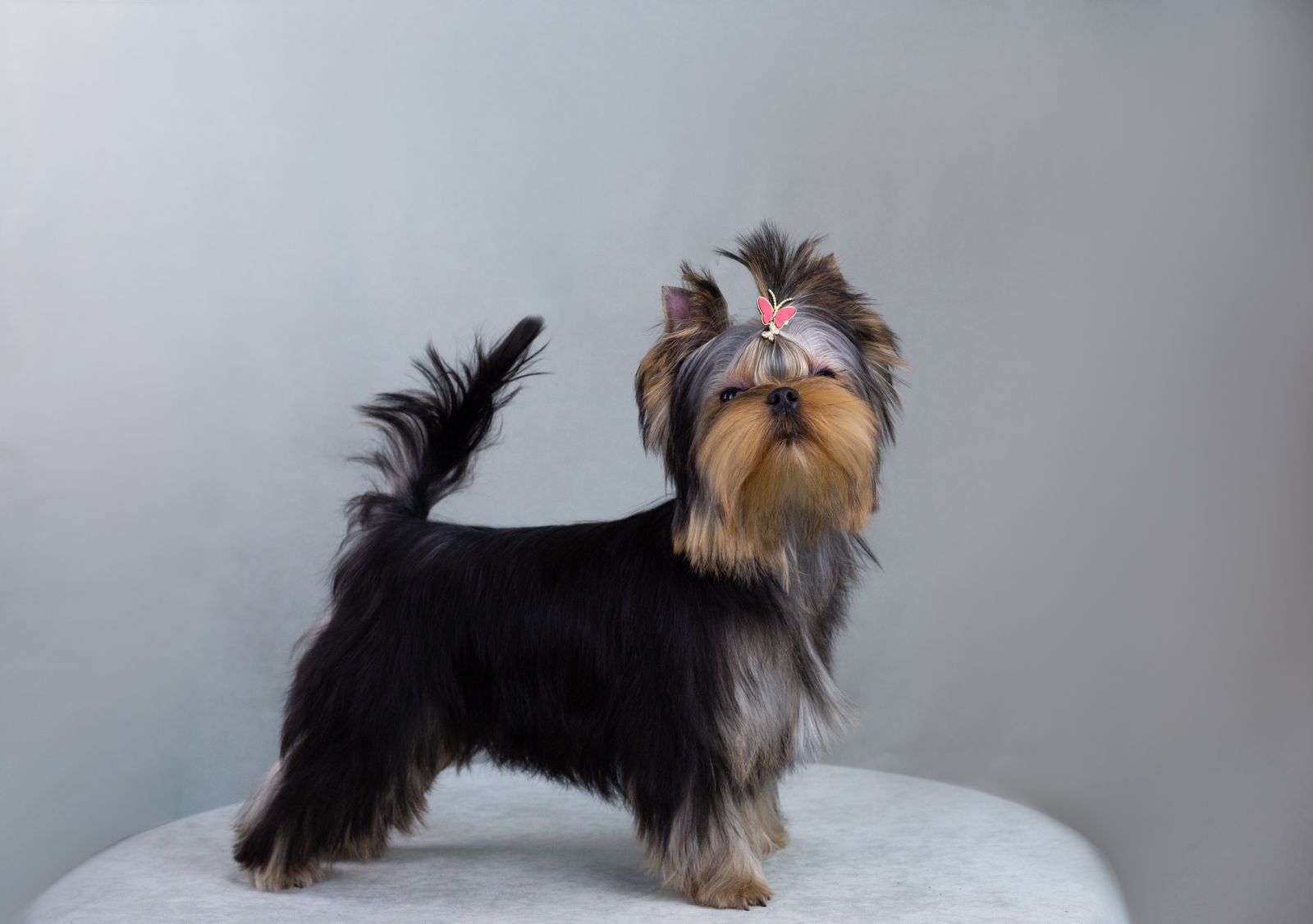 Primavera Incanta PRIMAVERA INCANTA LAVINIA &mdash; Labaza DogPedigree YorkshireTerrier