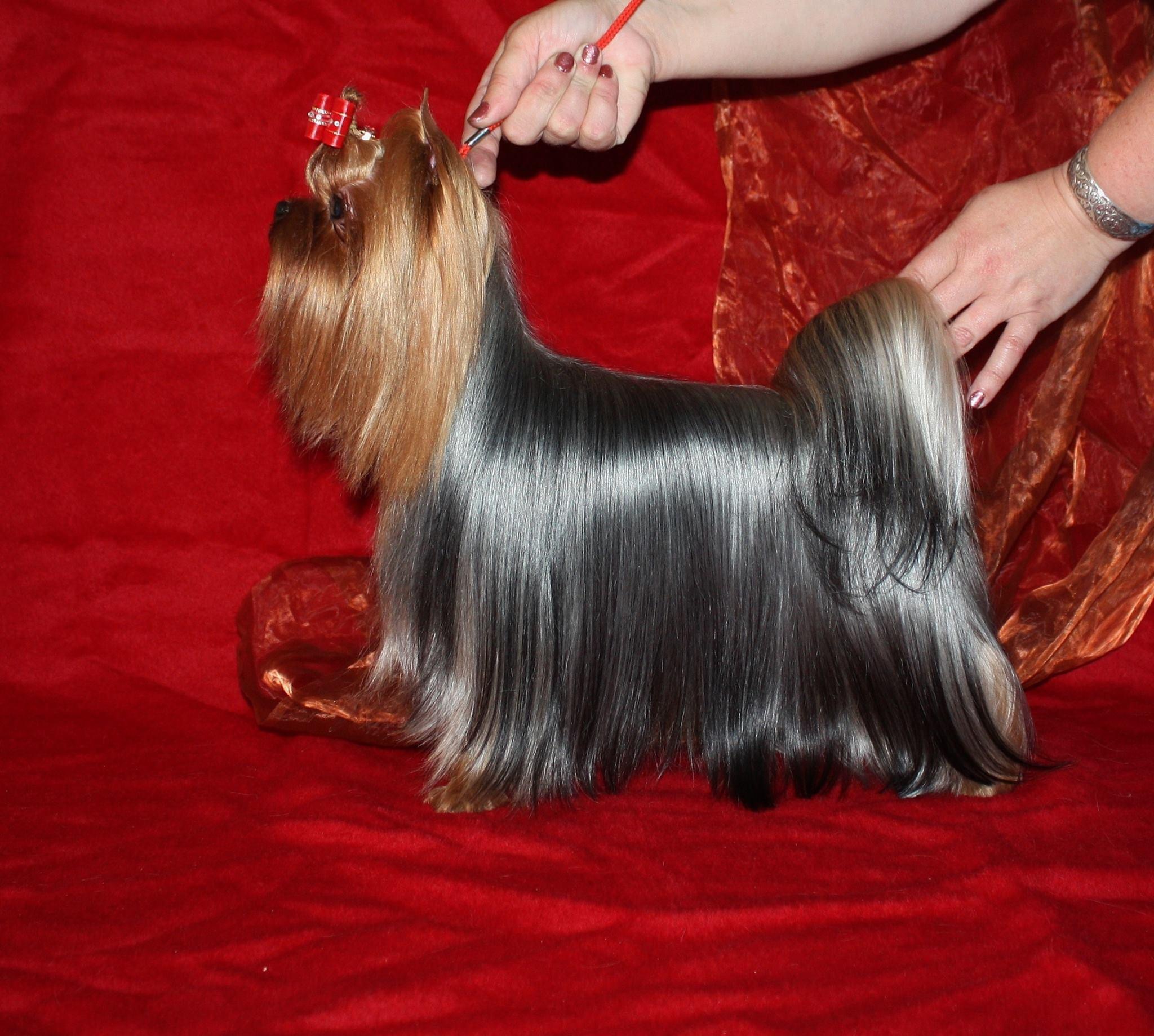 Marfino Flay Of Fancy &mdash; Labaza DogPedigree YorkshireTerrier