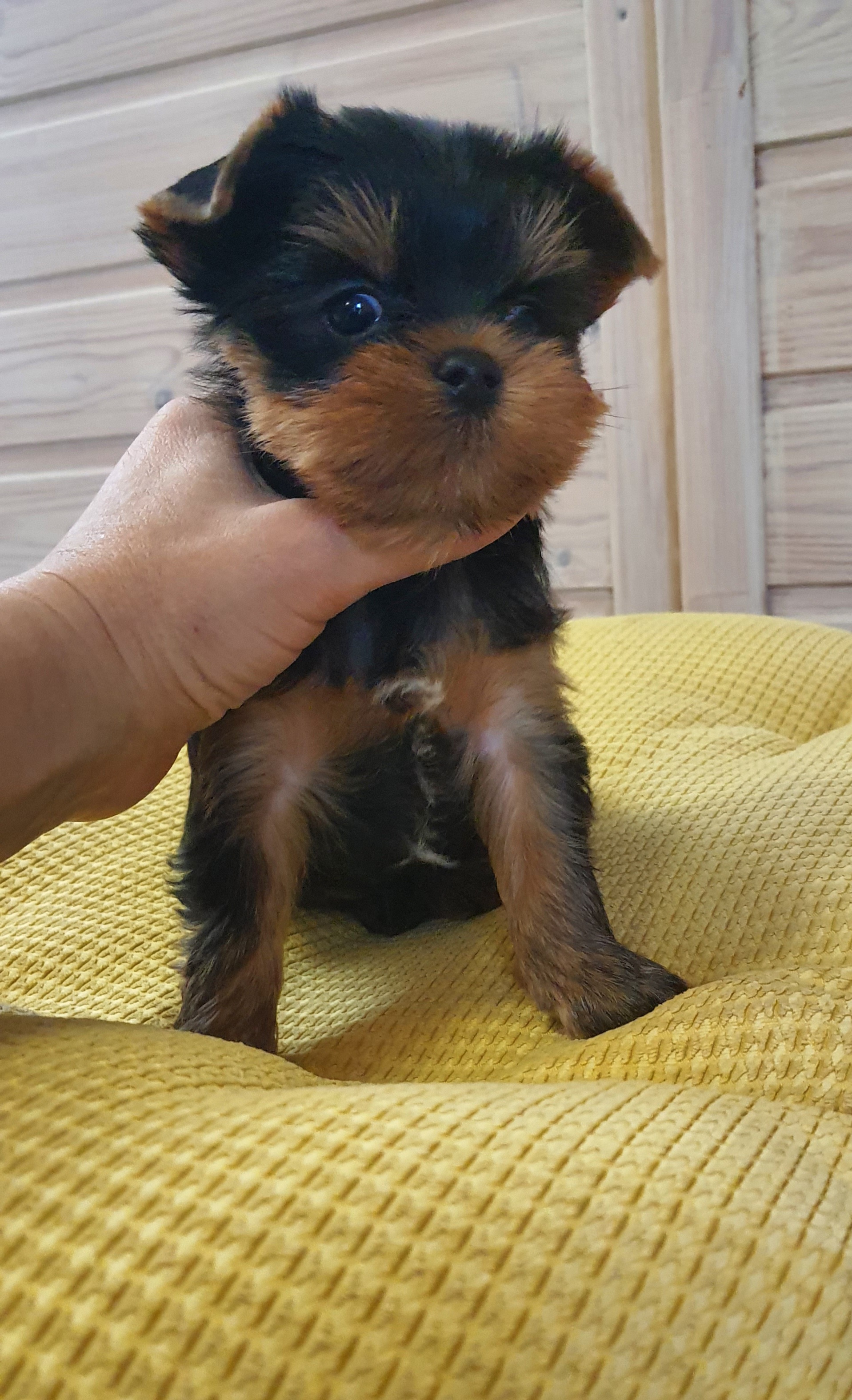 Wellary WELLARY BENETTON &mdash; Labaza DogPedigree YorkshireTerrier