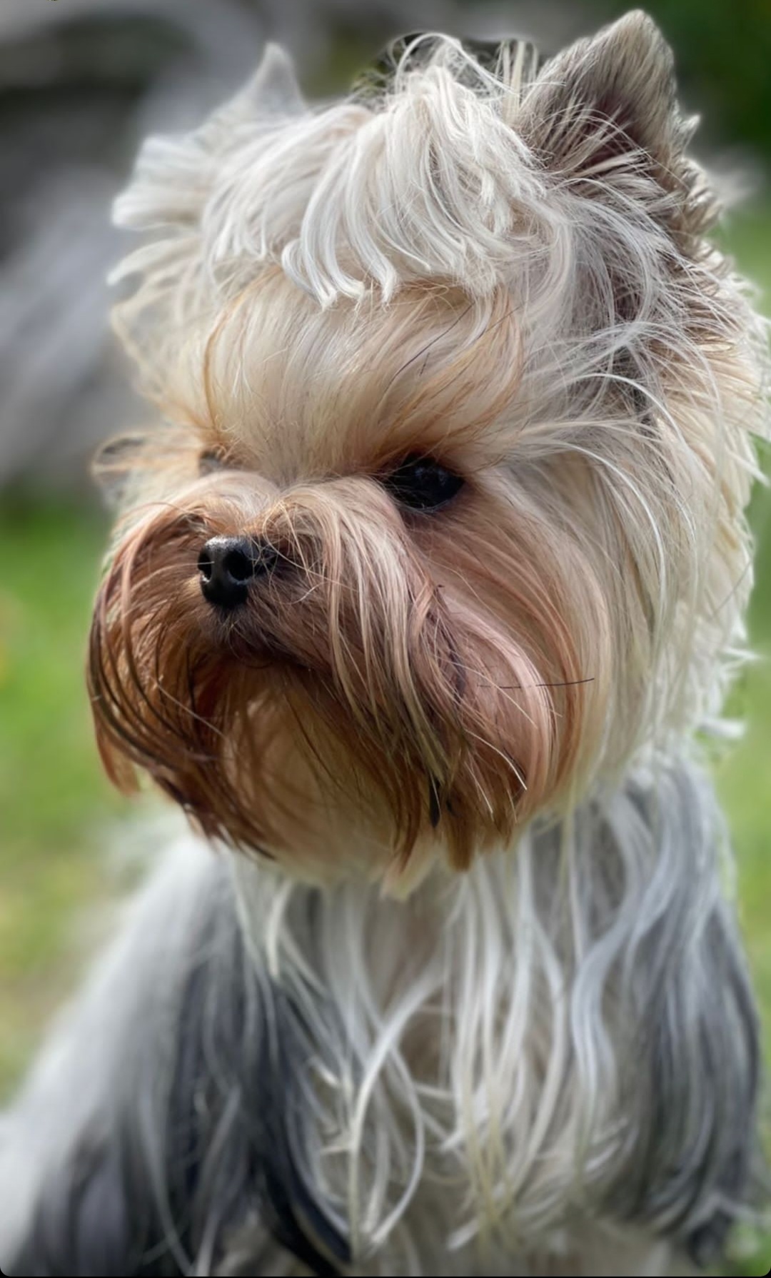 Wellary WELLARY AVGUSTINA &mdash; Labaza DogPedigree YorkshireTerrier
