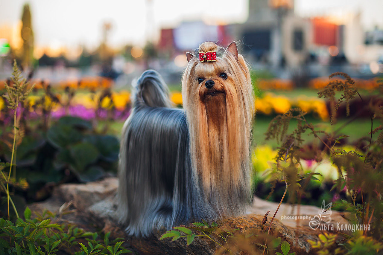 Amore Bravo &mdash; Labaza DogPedigree YorkshireTerrier