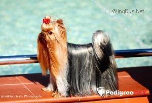  IMPERIAL POWER BLUE DELIGHT &mdash; Labaza DogPedigree YorkshireTerrier