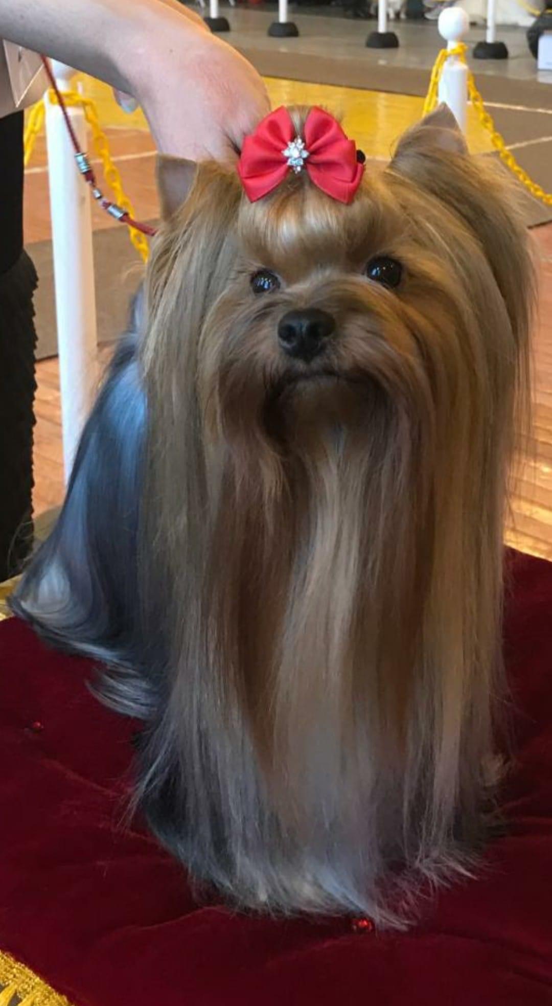 FIKE BEAUTIFUL LADY &mdash; Labaza DogPedigree YorkshireTerrier