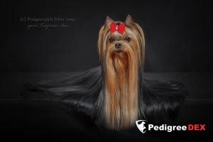  KRISTLY EUPHORIA &mdash; Labaza DogPedigree YorkshireTerrier