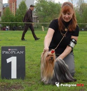  SCHASTLIVY MIR CAYENNE &mdash; Labaza DogPedigree YorkshireTerrier