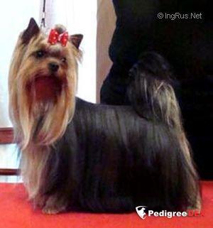 Royal Boutique ROYAL BOUTIQUE VIP EXCLUSIVE &mdash; Labaza DogPedigree YorkshireTerrier