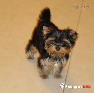 Royal Boutique ROYAL BOUTIQUE ARABESKA &mdash; Labaza DogPedigree YorkshireTerrier