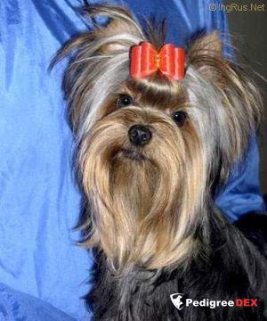  MINI SHOP GOUDINI &mdash; Labaza DogPedigree YorkshireTerrier