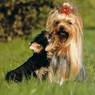  PARDAILLAN DE LA PAM'POMMERAIE &mdash; Labaza DogPedigree YorkshireTerrier