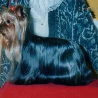 SLADESMARK SUPERSHINE &mdash; Labaza DogPedigree YorkshireTerrier