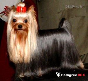  YORKBORO CAT BURGLAR &mdash; Labaza DogPedigree YorkshireTerrier