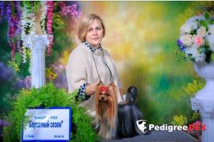  MINI SHOP PARADISE KISS &mdash; Labaza DogPedigree YorkshireTerrier