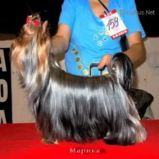 Hevenli Dans HEVENLI DANS FANTASTIC FIRE &mdash; Labaza DogPedigree YorkshireTerrier