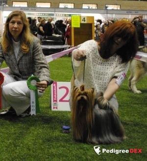  SHARMNATAN'S SHAKIRA BOOM-BOOM &mdash; Labaza DogPedigree YorkshireTerrier