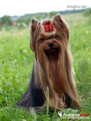  MINI SHOP TAKESHI KITANO &mdash; Labaza DogPedigree YorkshireTerrier