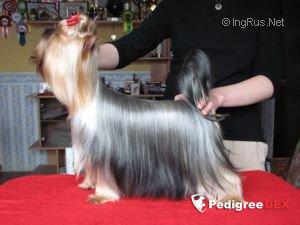  MINI SHOP BORN TO RUN &mdash; Labaza DogPedigree YorkshireTerrier