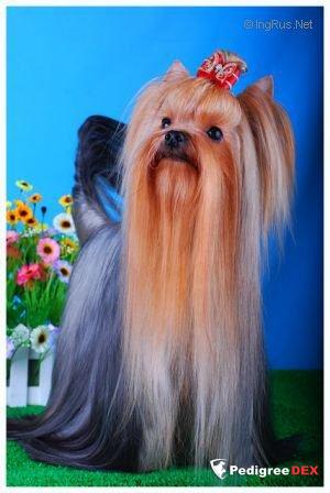 MINI SHOP STATUS QUO &mdash; Labaza DogPedigree YorkshireTerrier