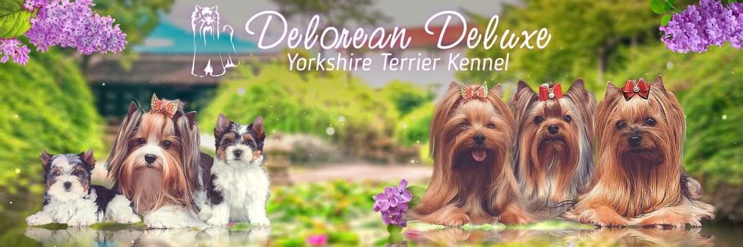 Deloreandeluxe &mdash; Labaza DogPedigree YorkshireTerrier