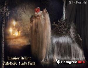 LUMIER BRILINT ZALEKSIS LADY FIRST &mdash; Labaza DogPedigree YorkshireTerrier