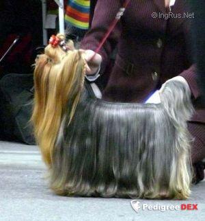 ZVEZDNYI DEBYUT ENCHANTER &mdash; Labaza DogPedigree YorkshireTerrier