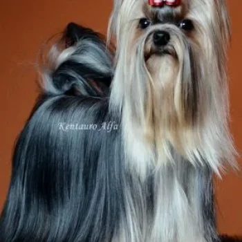  HUNDERWOOD GOSSIP-GIRL &mdash; Labaza DogPedigree YorkshireTerrier
