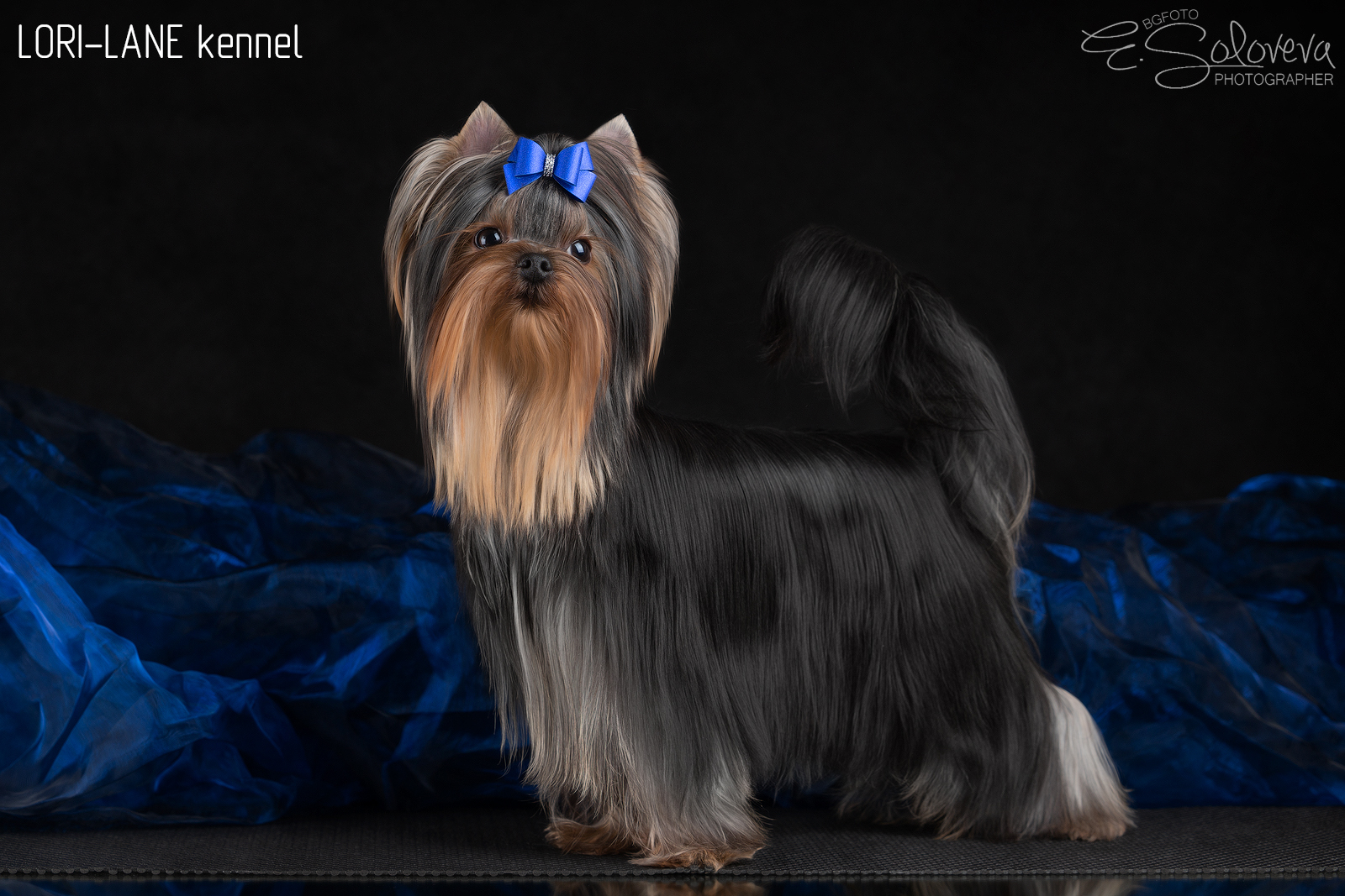 LORI-LANE LORI-LANE NEAPOL' &mdash; Labaza DogPedigree YorkshireTerrier