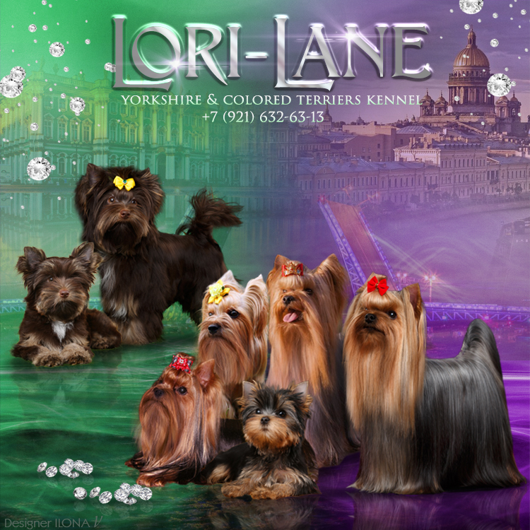 lorilane_york &mdash; Labaza DogPedigree YorkshireTerrier