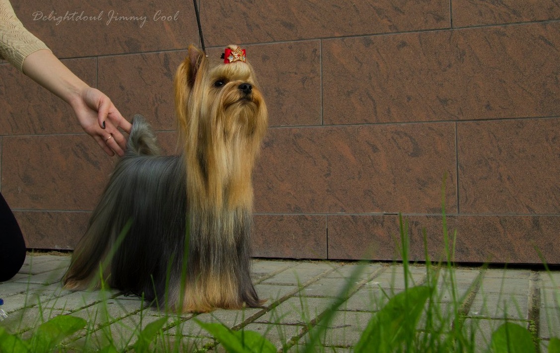 DELIGHTDOUL JIMMY COOL &mdash; Labaza DogPedigree YorkshireTerrier