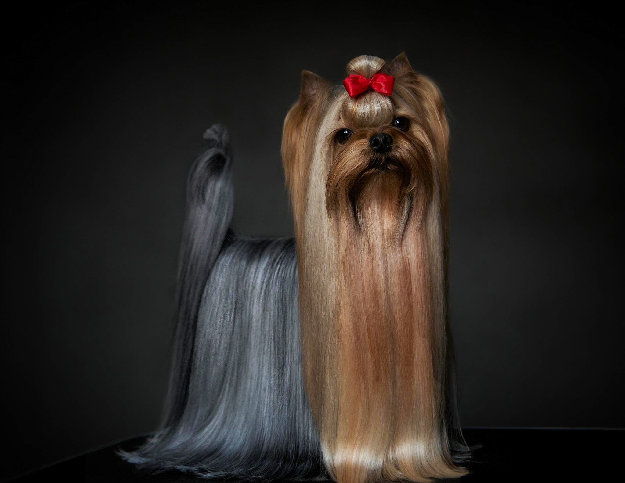  KARAMBOLL BOHEMIA PLATINA &mdash; Labaza DogPedigree YorkshireTerrier