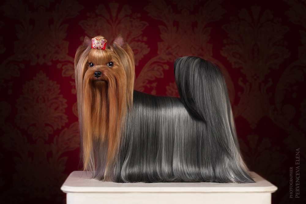 Laranta LARANTA SHINE & CHIC &mdash; Labaza DogPedigree YorkshireTerrier