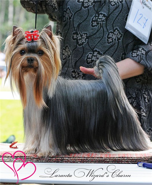 Laranta Laranta Wizard's Charm &mdash; Labaza DogPedigree YorkshireTerrier