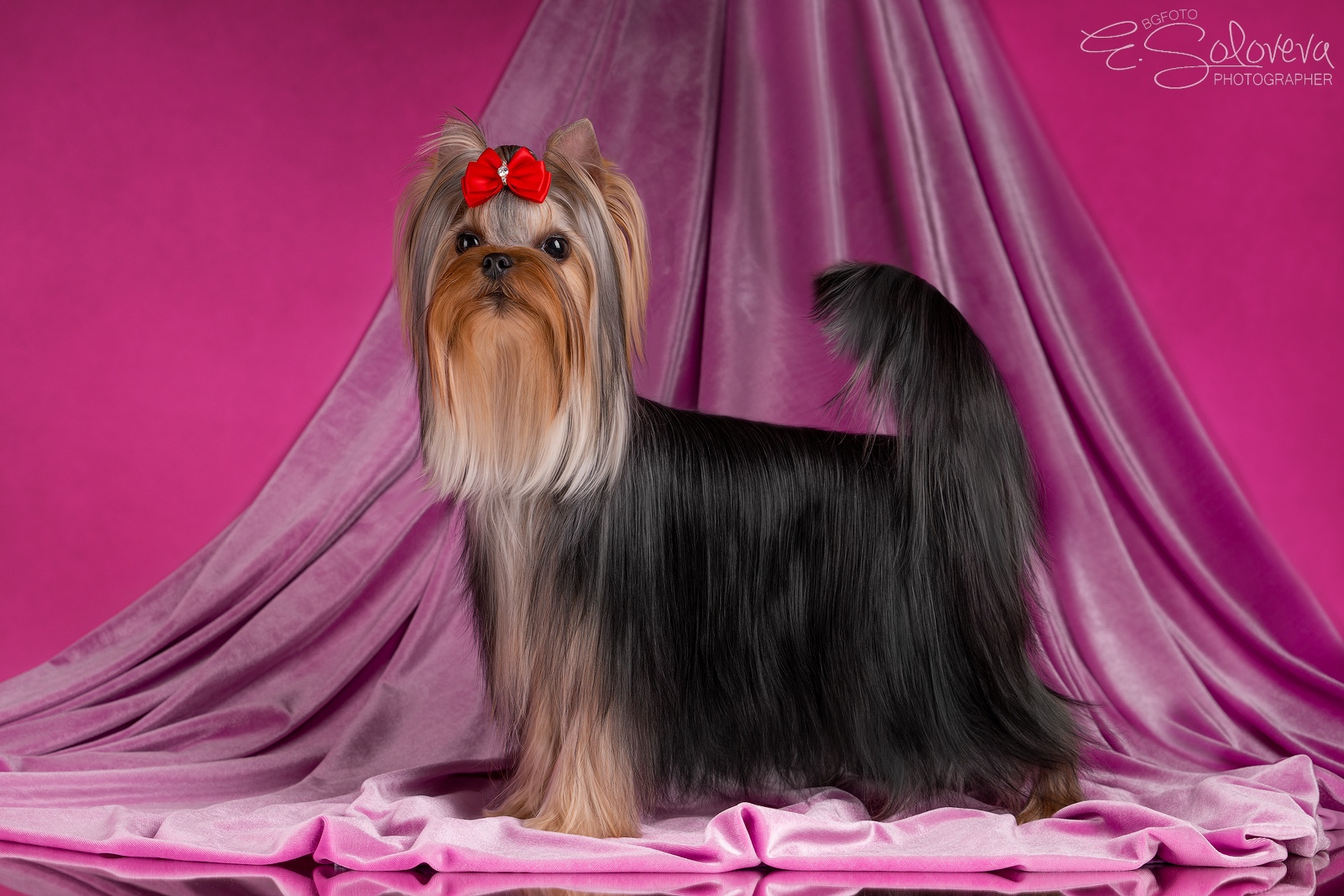 LORI-LANE ZHESMINA &mdash; Labaza DogPedigree YorkshireTerrier