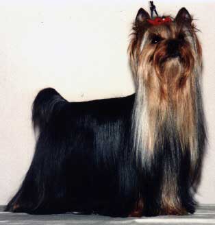 JEUX INTERDITS DE MAJODIAN &mdash; Labaza DogPedigree YorkshireTerrier