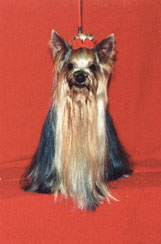  OZMILION TRUE TEMPTATION &mdash; Labaza DogPedigree YorkshireTerrier