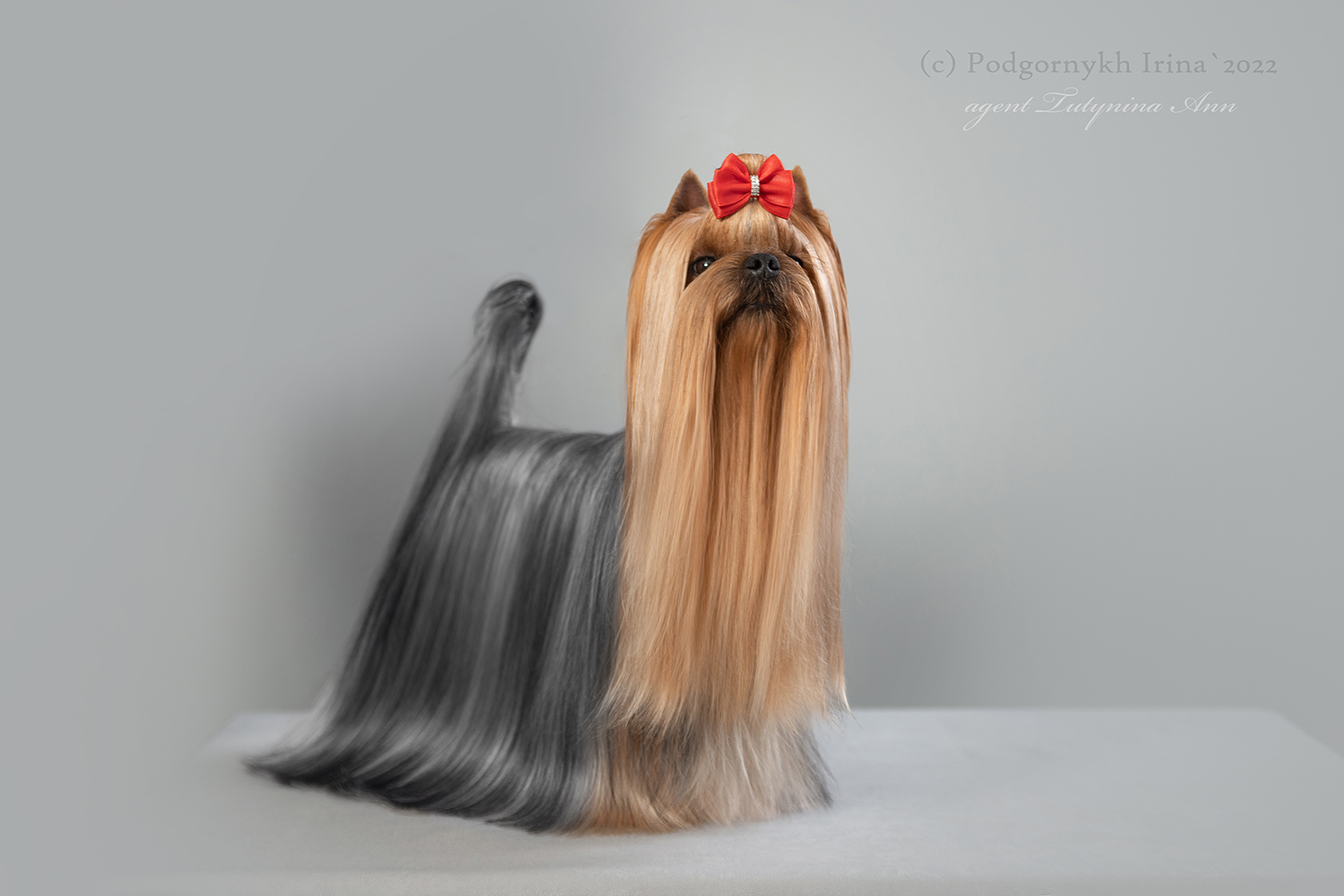 VOSTOCHNIJ RENESSANS ZENI ZINGER &mdash; Labaza DogPedigree YorkshireTerrier