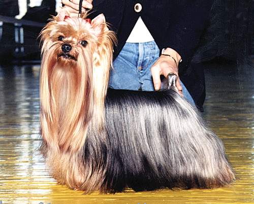 ALF MAJOVY KVET