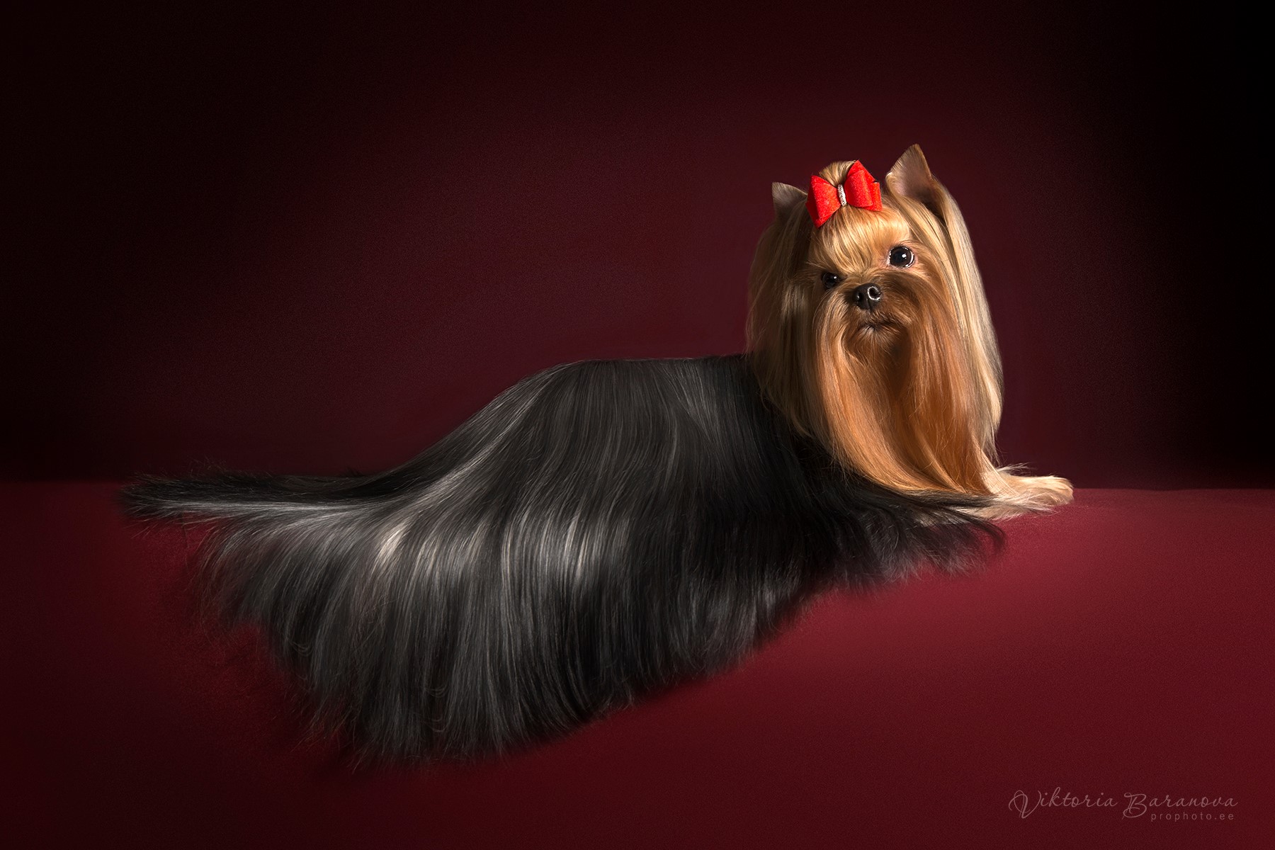 Laranta LARANTA STILETTA &mdash; Labaza DogPedigree YorkshireTerrier