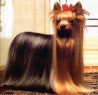 OZMILION SENSATION &mdash; Labaza DogPedigree YorkshireTerrier