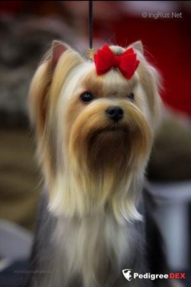  VAZHNAYA PERSONA ODZHI &mdash; Labaza DogPedigree YorkshireTerrier