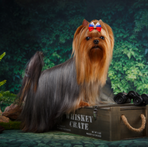 Lesanzh LESANZH ZEMLIANIKA &mdash; Labaza DogPedigree YorkshireTerrier