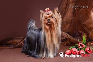 DE LUX MARYI ROX INFINNITI &mdash; Labaza DogPedigree YorkshireTerrier