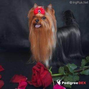 OLIS BEAUTY Z.OLIS BOSS &mdash; Labaza DogPedigree YorkshireTerrier